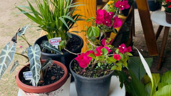 Feira do Verde fortalece agro nogueirense e gera recursos para entidades